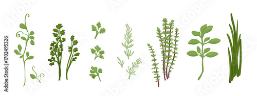Healthy green herbs vector collection. Design elements isolated on white.
