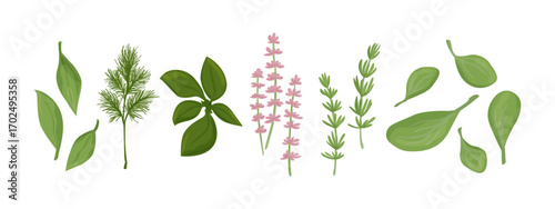 Healthy green herbs collection. Vector design elements isolated on white.