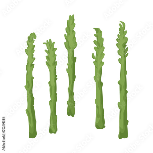 Fresh green asparagus vector illustration.