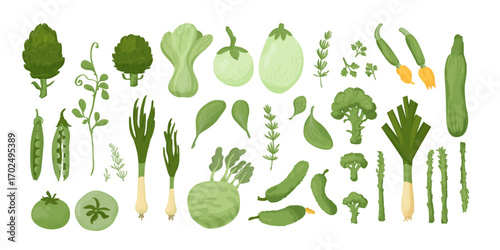 Spinach, broccoli, asparagus, pak choi, tomato, peas, artichoke, onion, cucumber, herbs isolated on white background. Healthy green vegetable collection. Vector design elements.