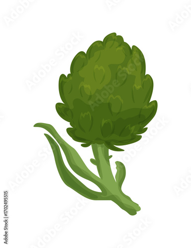 Whole head of green artichoke. Vector illustration isolated on a white background.