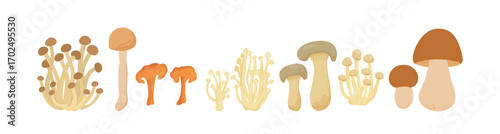 Edible mushroom, chanterelle, cep,  shiitake, enoki isolated vector illustration set. Organic fungus collection.