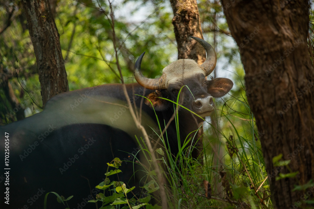 Obraz premium Close-Up of Indian Gaur in Dense Jungle, Chitwan