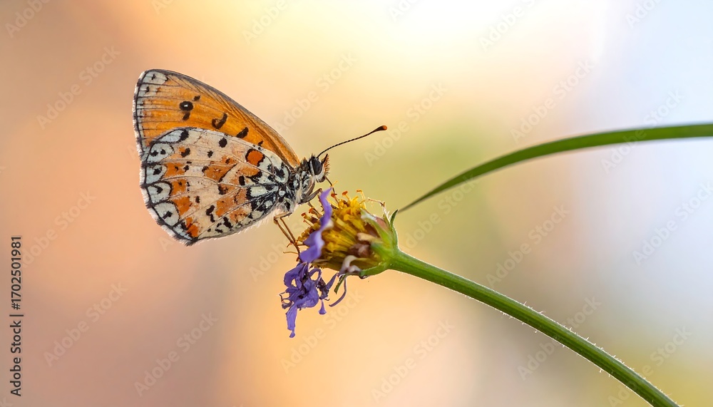 Obraz premium A colorful butterfly with intricate patterns rests on a small purple and yellow flower, sunlit with a blurred background