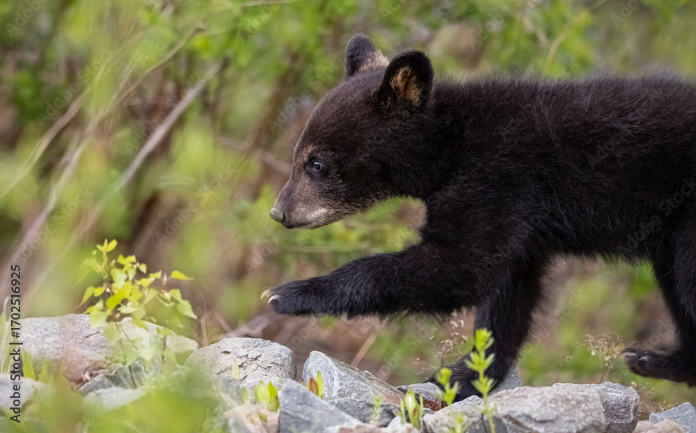Fototapeta premium Black bear cub