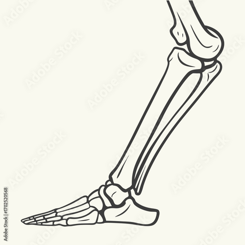 Anatomy of the Lower Leg and Foot, Human Leg Bones Lateral View,  Skeleton of a Human Lower Limb, Side View of a Human Leg Skeleton