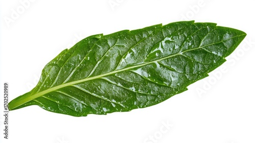 Fresh Green Leaf with Water Droplets on White Background, Detailed Veins