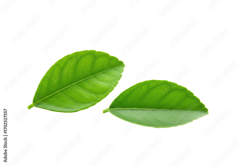 Fototapeta premium Two verdant green citrus leaves with visible veins, pristine and artfully arranged, isolated against a brilliant white background, soft studio lighting. Concept of natural purity and freshness