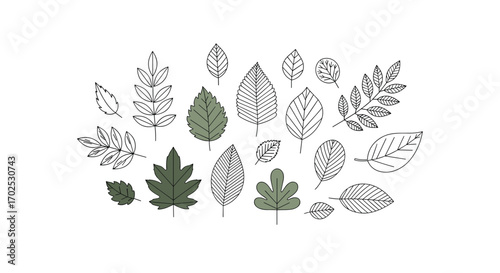 A collection of diverse leaf illustrations featuring botanical elements and natural textures for artistic projects