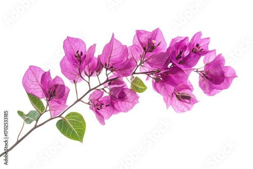 Vibrant pink bougainvillea flowers on a branch isolated on transparent background