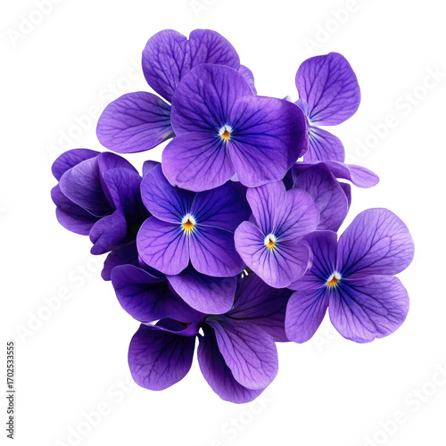 Cluster of vibrant purple violets isolated on transparent background