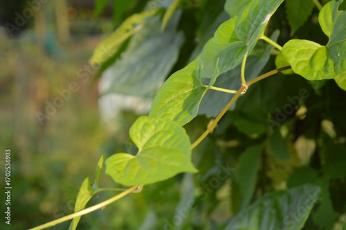 Wallpaper Mural Close-up of green leaves with natural background in daylight Torontodigital.ca