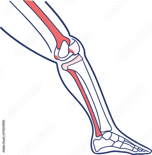 Human Leg Skeleton with Red Highlighting, Anatomy of the Lower Limb with Bones, Side View of Leg and Knee Joint, Femur, Tibia, and Fibula Bones