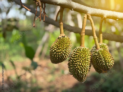 The durian baby, king of fruit