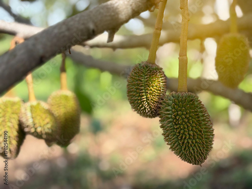The durian baby, king of fruit