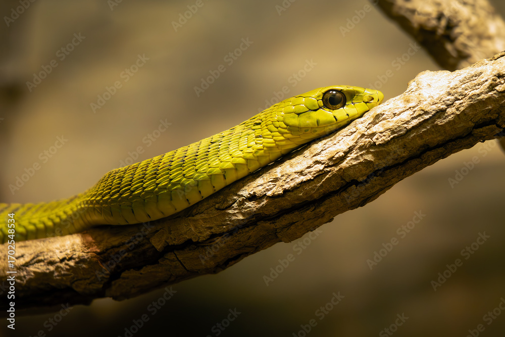 Fototapeta premium The boomslang (Dispholidus typus), a portrait of an African venomous snake in the family Colubridae.