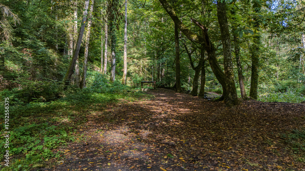 Obraz premium Ein bewaldeter Pfad umgeben von Bäumen und Laub in einer ruhigen Waldlandschaft
