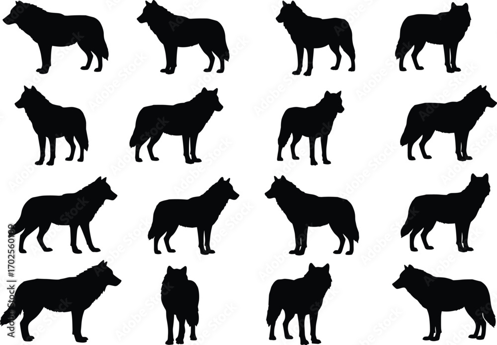 Obraz premium Wolf silhouette set, wild animal vector, black wolf illustration, forest creature clipart, predator silhouette graphic, nature wildlife design, canine animal icon, hunting wolf image