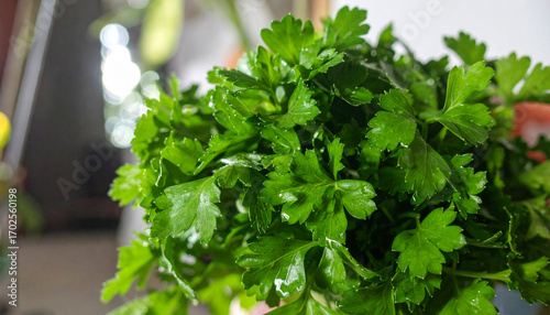 Parsley Bunch Macro with Dew Drops. Passover Jewish Festival. Generated Image