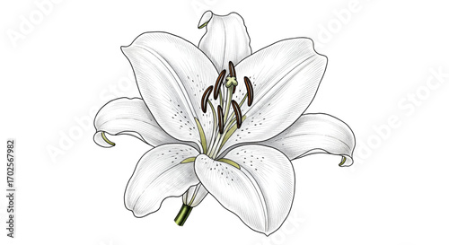 Elegant White Lily Flower Vector Illustration
