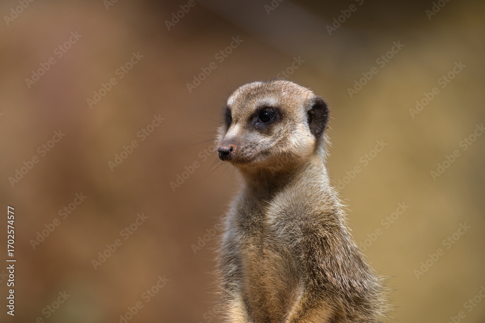 Fototapeta premium Curious Meerkat Looking at the Camera
