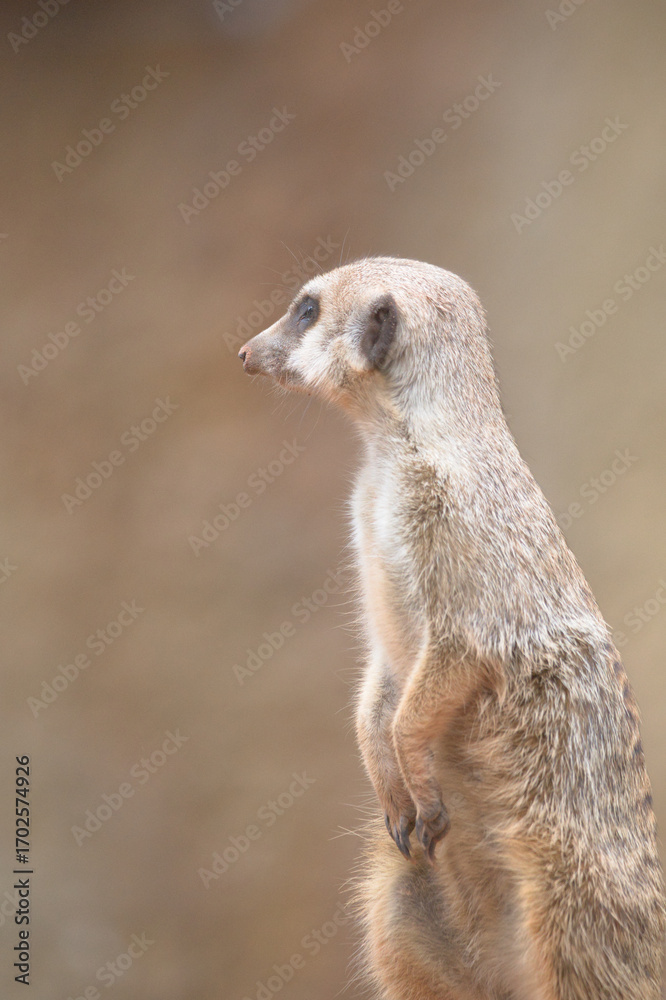 Fototapeta premium Curious Meerkat Observing its Surroundings