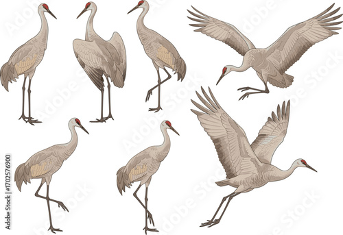 Sandhill cranes in flight and standing, bird wildlife illustration, graceful avian poses, nature and animal art, detailed ornithology drawing, CAD drawing flat vector illustration