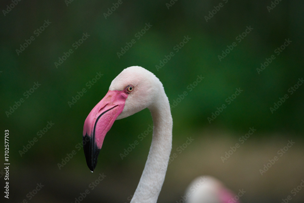 Fototapeta premium Beautiful Greater Flamingo in Nature