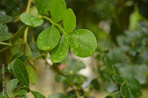Wallpaper Mural Fresh green leaves with water droplets in natural outdoor setting Torontodigital.ca