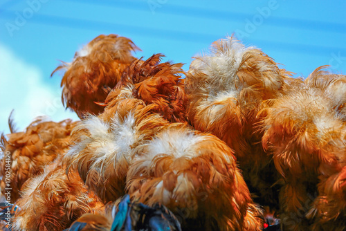 Vibrant chicken feather dusters displayed for sale on a roadside in New Taipei City, Taiwan, during a clear spring day, drawing admiring glances.