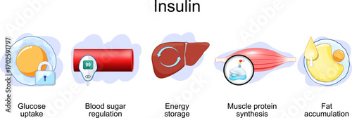 Insulin function. Role of INS. 
