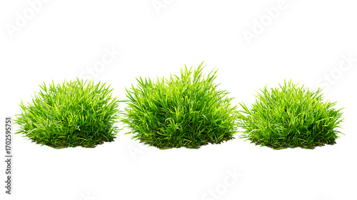 Three clusters of lush green grass isolated on white background. 
