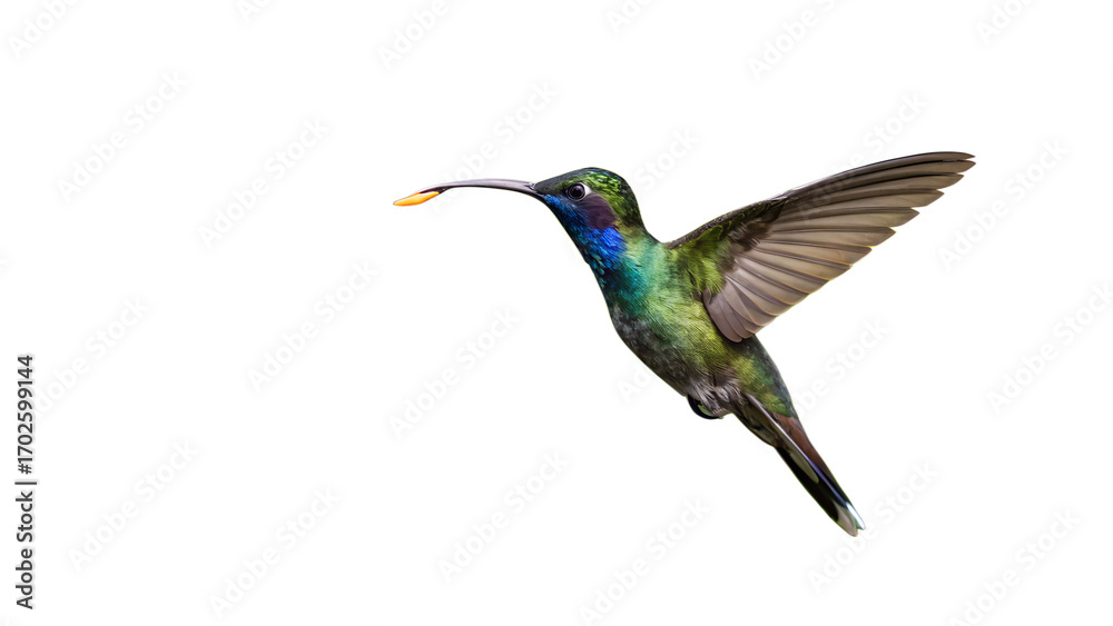 Obraz premium bird of paradise