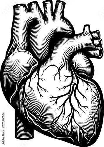 Black and white vector of a human heart in clean line art style, anatomically accurate, isolated on white background, scalable illustration