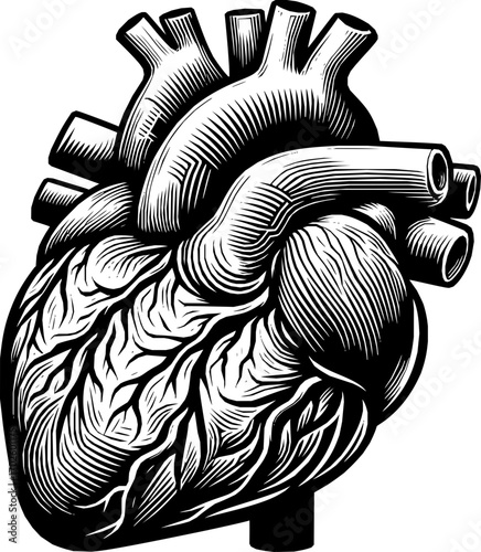 Black and white vector of a human heart in clean line art style, anatomically accurate, isolated on white background, scalable illustration