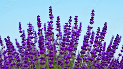 Lush purple lavender field against a light blue sky