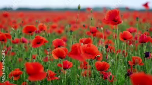 Red poppy field in breeze