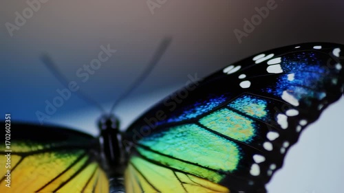 Close-up of a butterfly wing, vibrant colors, intricate patterns