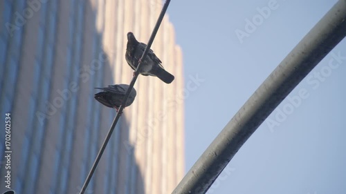Slow motion shot of pigeons perched above a Manhattan crosswalk