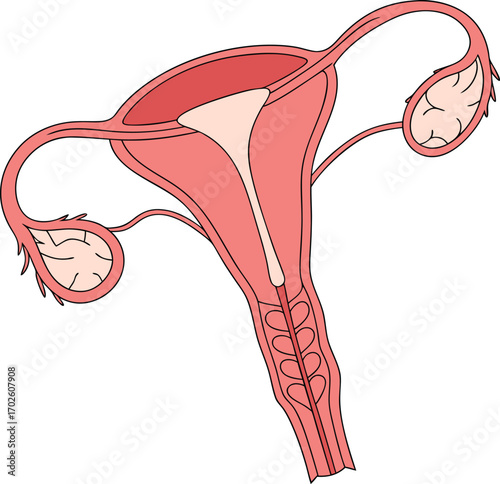 Female Reproductive System Anatomy Human Uterus and Ovaries Diagram Anatomical Illustration of the Uterus Gynecology and Female Health
