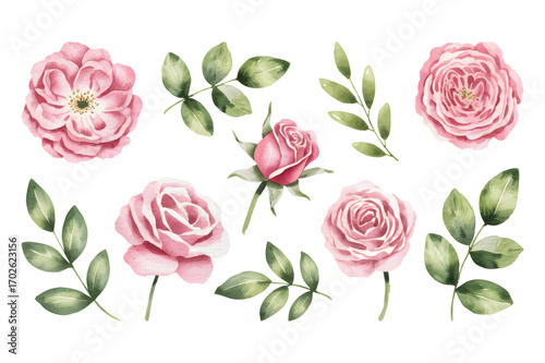Pink watercolor rose buds and blossoms with green foliage isolated. Watercolor roses and leaves botanical collection.
