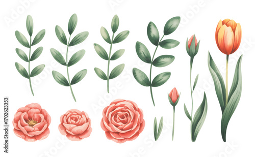 Orange tulip and camellia flowers with green leaves isolated on white background.