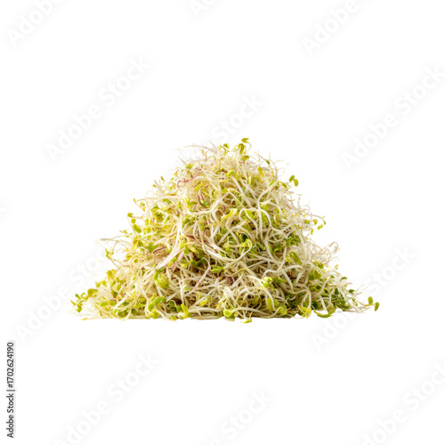 Fresh Alfalfa Sprouts Pile, Healthy Vegan Food Ingredient