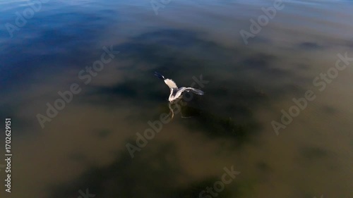 Grey heron taking flight in the Mar Menor, Murcia Region, in golden morning light