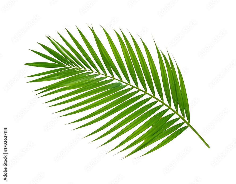 Fototapeta premium Isolated palm leaf
