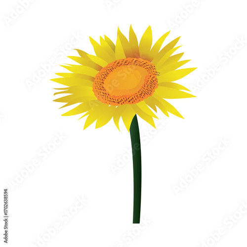 Sunflower in Bloom: A vibrant sunflower stands tall, its radiant yellow petals unfurling to greet the sun, embodying joy and vitality against a clean backdrop.