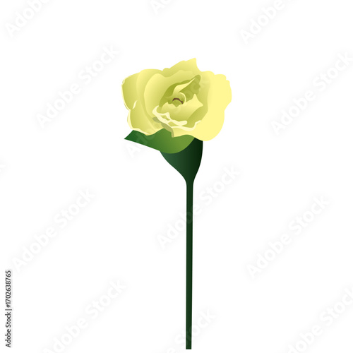 Yellow Rose: A delicate and elegant yellow rose, isolated to emphasize its graceful beauty. Its soft petals and vibrant color exude a sense of purity and serenity.