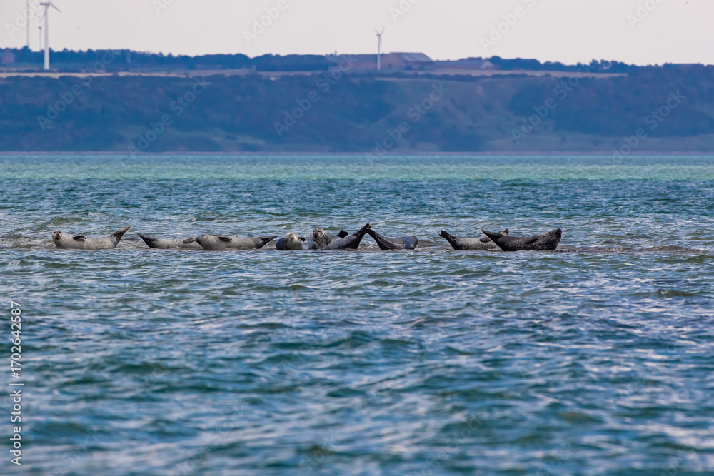 Fototapeta premium Seehunde auf Sandbank in der Nordsee