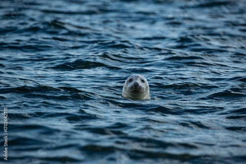 Foto Wild harbor seal in the Wadden Sea off Fanø island, North Sea, Jutland, Denmark