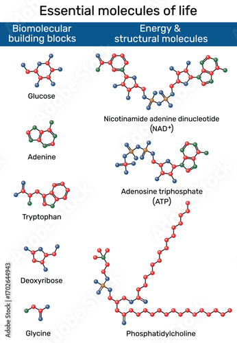 Essential molecules of life. Glycine, adenine, tryptophan, deoxyribose, glucose, phosphatidylcholine, adenosine triphosphate, nicotinamide adenine dinucleotide (oxidized form, NAD+)